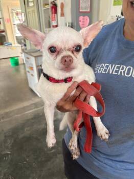 Achmed -  Chihuahua Dog for Adoption in Saint James, Minnesota - Achmed | PetCurious