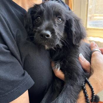 Schnoodle and Miniature Pinscher Dogs Available for Adoption in San Diego, California - Kai | PetCurious