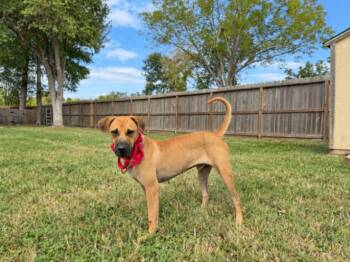 Copper Golden Heart -  Black Mouth Cur and German Shepherd Dog Dog for Adoption in Friendswood, Texas - Copper Golden Heart | PetCurious