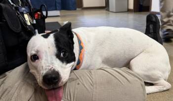 American Staffordshire Terrier Dogs Available for Adoption in Springfield, Ohio - Sassy Frassy | PetCurious