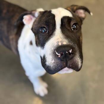 Shar Pei and Mixed Breed Dogs Available for Adoption in Mankato, Minnesota - Whalen | PetCurious