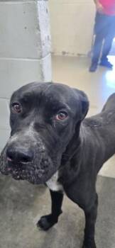KODA JAMES -  Cane Corso and Mixed Breed Dog for Adoption in San Bernardino, California - KODA JAMES | PetCurious