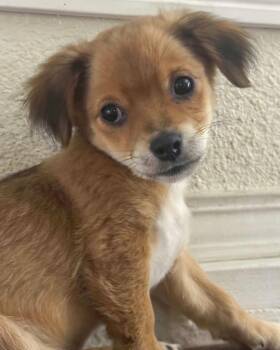 Chihuahua and Spaniel Dogs Available for Adoption in Corona, California - Ricky | PetCurious