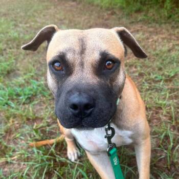 Max -  Black Mouth Cur and Mixed Breed Dog for Adoption in Marshall, Texas - Max | PetCurious