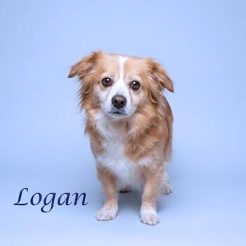 Pomeranian and Dachshund Dogs Available for Adoption in Lebanon, Tennessee - Logan D26-098 | PetCurious