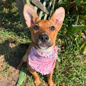 Kornflake in NH Come Meet Our Adoptable Dogs Wed-Sat, More Info  -  Corgi Dog for Adoption in Manchester, New Hampshire - Kornflake In NH Come Meet Our Adoptable Dogs Wed-Sat, More Info  | PetCurious