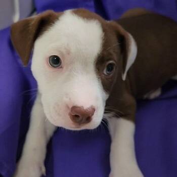 Mixed Breed Dogs Available for Adoption - Issy | PetCurious