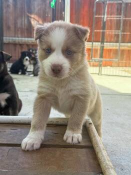 Labrador Retriever Dogs Available for Adoption - Marilynn