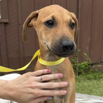 Ricochet -  Hound Dog for Adoption in Waggaman, Louisiana - Ricochet | PetCurious