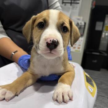 McIntyre -  Hound and Mixed Breed Dog for Adoption in Tampa, Florida - McIntyre | PetCurious