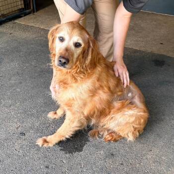 Brock -  Golden Retriever Dog for Adoption in Brentwood, Missouri - Brock | PetCurious