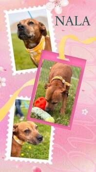 Terrier Dogs Available for Adoption in Rensselaer, Indiana - Nala | PetCurious