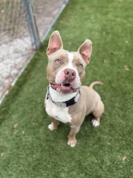 Toast - 2 -  Mixed Breed Dog for Adoption in Daytona Beach, Florida - Toast - 2 | PetCurious