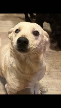 Stella -  Australian Cattle Dog Blue Heeler Dog Available for Adoption - Stella | PetCurious
