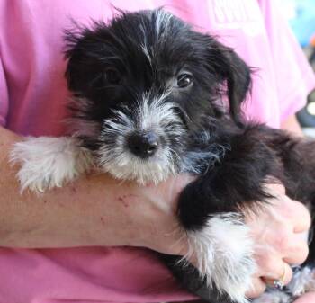 Tulip 44377 -  Terrier Dog for Adoption in Prattville, Alabama - Tulip 44377 | PetCurious