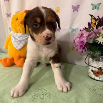Catahoula Leopard Dog Dogs Available for Adoption - Jolly | PetCurious