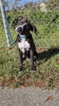 Black Labrador Retriever Dogs Available for Adoption - Joan | PetCurious