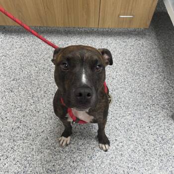 Trixie -  Mixed Breed Dog for Adoption in Chicago, Illinois - Trixie | PetCurious
