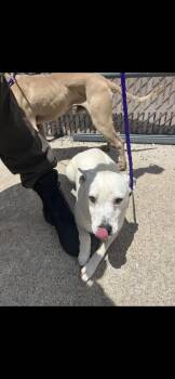 MAGGIE -  Labrador Retriever and Mixed Breed Dog Available for Adoption in Killeen, Texas - MAGGIE | PetCurious