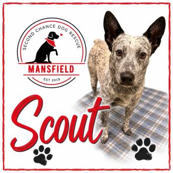 Scout -  Australian Cattle Dog Blue Heeler Dog for Adoption in Mansfield, Texas - Scout | PetCurious