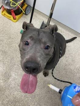 Lady -  Mixed Breed Dog for Adoption in Lafayette, Indiana - Lady | PetCurious