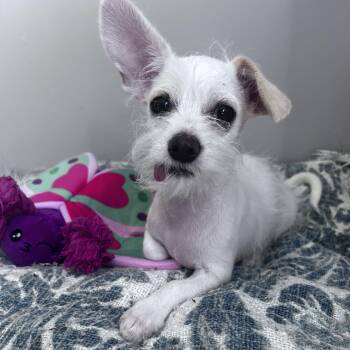 Oscar -  Terrier Dog for Adoption in Lambertville, New Jersey - Oscar | PetCurious