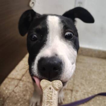 Pit Bull Terrier Dogs Available for Adoption in Vieques, Vieques - Mildred | PetCurious