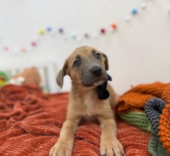 Labrador Retriever and Shepherd Dogs Available for Adoption in Friendswood, Texas - Cleric DnD | PetCurious
