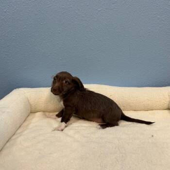 Skipper -  Terrier and Mixed Breed Dog for Adoption in Fresno, California - Skipper | PetCurious