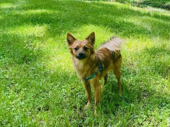 Pomeranian and Chihuahua Dogs Available for Adoption in Greenville, South Carolina - Leo | PetCurious