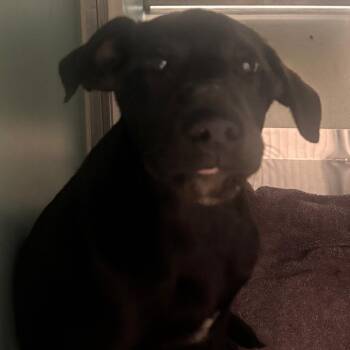 Labrador Retriever Dogs Available for Adoption in Norman, Oklahoma - Gilbert | PetCurious