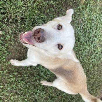 Arlo -  Siberian Husky and Labrador Retriever Dog for Adoption in Sautee Nacoochee, Georgia - Arlo | PetCurious