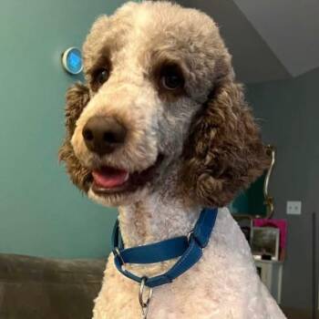 Apollo -  Poodle and Standard Poodle Dog for Adoption in Wadena, Minnesota - Apollo | PetCurious