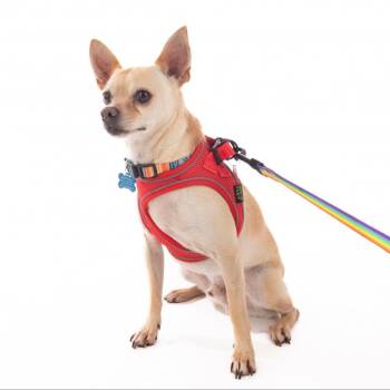 Skechers 11048 -  Chihuahua and Mixed Breed Dog for Adoption in San Francisco, California - Skechers 11048 | PetCurious