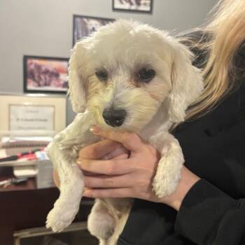 Buffy -  Mixed Breed Dog for Adoption in Wappingers Falls, New York - Buffy | PetCurious
