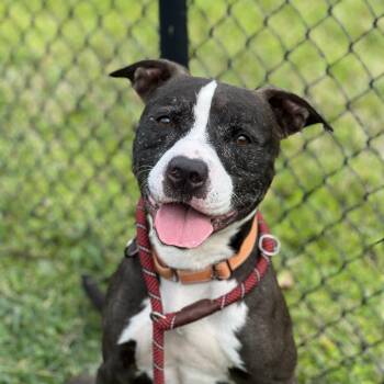 Rescue Mixed Breed Dogs for Adoption in Lakeland, Florida - Coco Melon | PetCurious