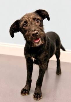 Velcro -  Labradoodle Dog for Adoption in Covington, Louisiana - Velcro | PetCurious