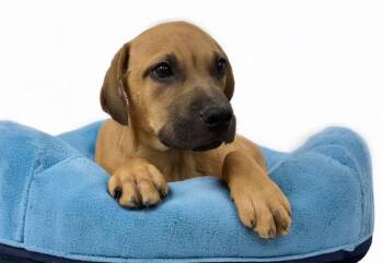 BECKETT -  Labrador Retriever and Mixed Breed Dog for Adoption in Fort Lauderdale, Florida - BECKETT | PetCurious