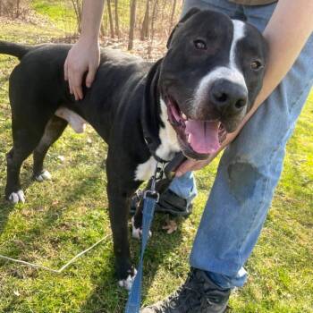Spike -  Pit Bull Terrier Dog for Adoption in Kittanning, Pennsylvania - Spike | PetCurious