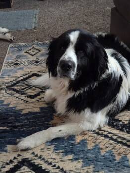 Darcy -  Newfoundland Dog Dog for Adoption in Wagoner, Oklahoma - Darcy | PetCurious