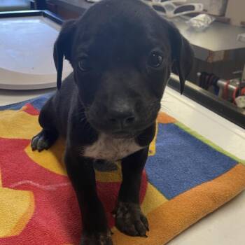 Black Labrador Retriever and Australian Cattle Dog Blue Heeler Dogs Available for Adoption - Merryweather | PetCurious