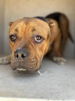 Cartman -  American Staffordshire Terrier Dog for Adoption in Victorville, California - Cartman | PetCurious