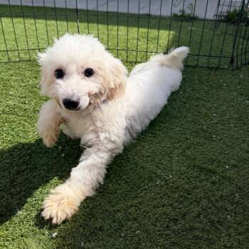 Marco (MY26-100) -  Coton De Tulear and None Dog for Adoption in Peyton, Colorado - Marco (MY26-100) | PetCurious