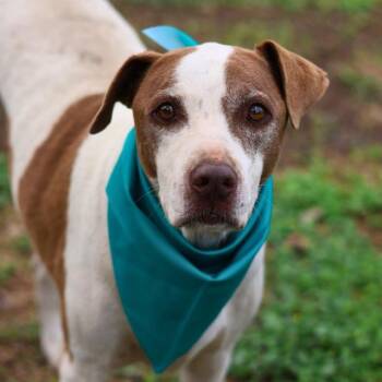 PUP 2 -  American Staffordshire Terrier Dog for Adoption in San Antonio, Texas - PUP 2 | PetCurious