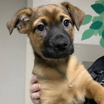 Rescue Shepherd Dogs for Adoption in Ottawa Hills, Ohio - Mild | PetCurious