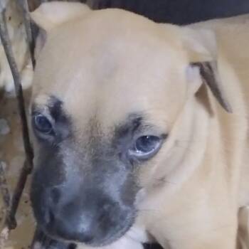 Rescue Labrador Retriever Dogs for Adoption in New York, New York - VALERIA "Love And Kisses." | PetCurious