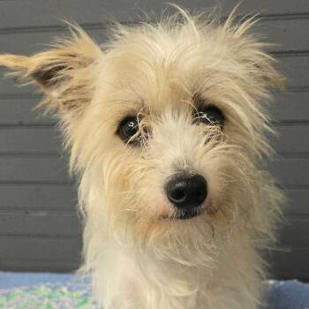 FOSTER NEEDED - Bram -  Terrier and Mixed Breed Dog for Adoption - FOSTER NEEDED - Bram | PetCurious