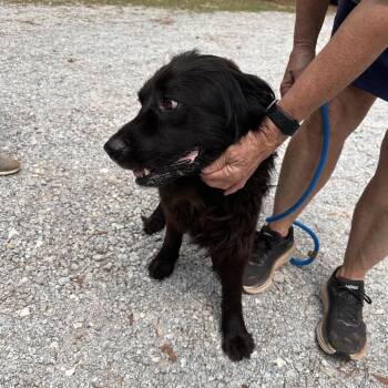 Toby Bear -  Newfoundland Dog Dog for Adoption in Valley, Alabama - Toby Bear | PetCurious