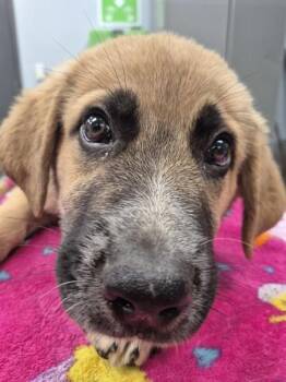 German Shepherd Dog and Great Pyrenees Dogs Available for Adoption in Lawrenceville, Georgia - Pen 212 Timmy | PetCurious