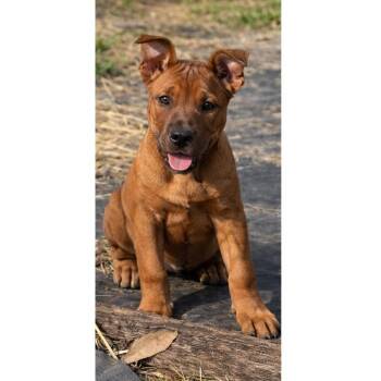 Hound and Pit Bull Terrier Dogs Available for Adoption - Sirus - Maple’s Litter | PetCurious